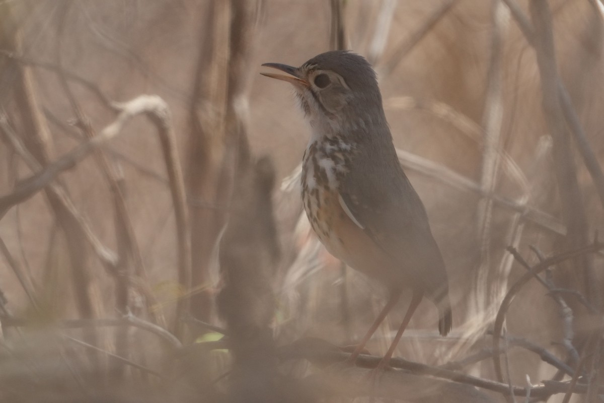 White-browed Antpitta - ML625378090