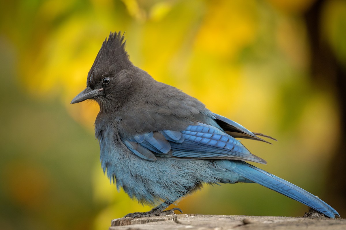 Steller's Jay - ML625378155