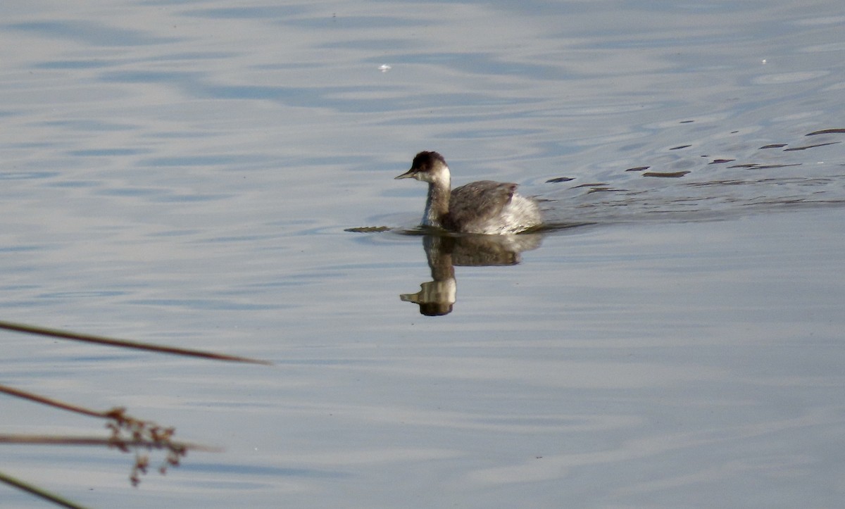 Eared Grebe - ML625378272