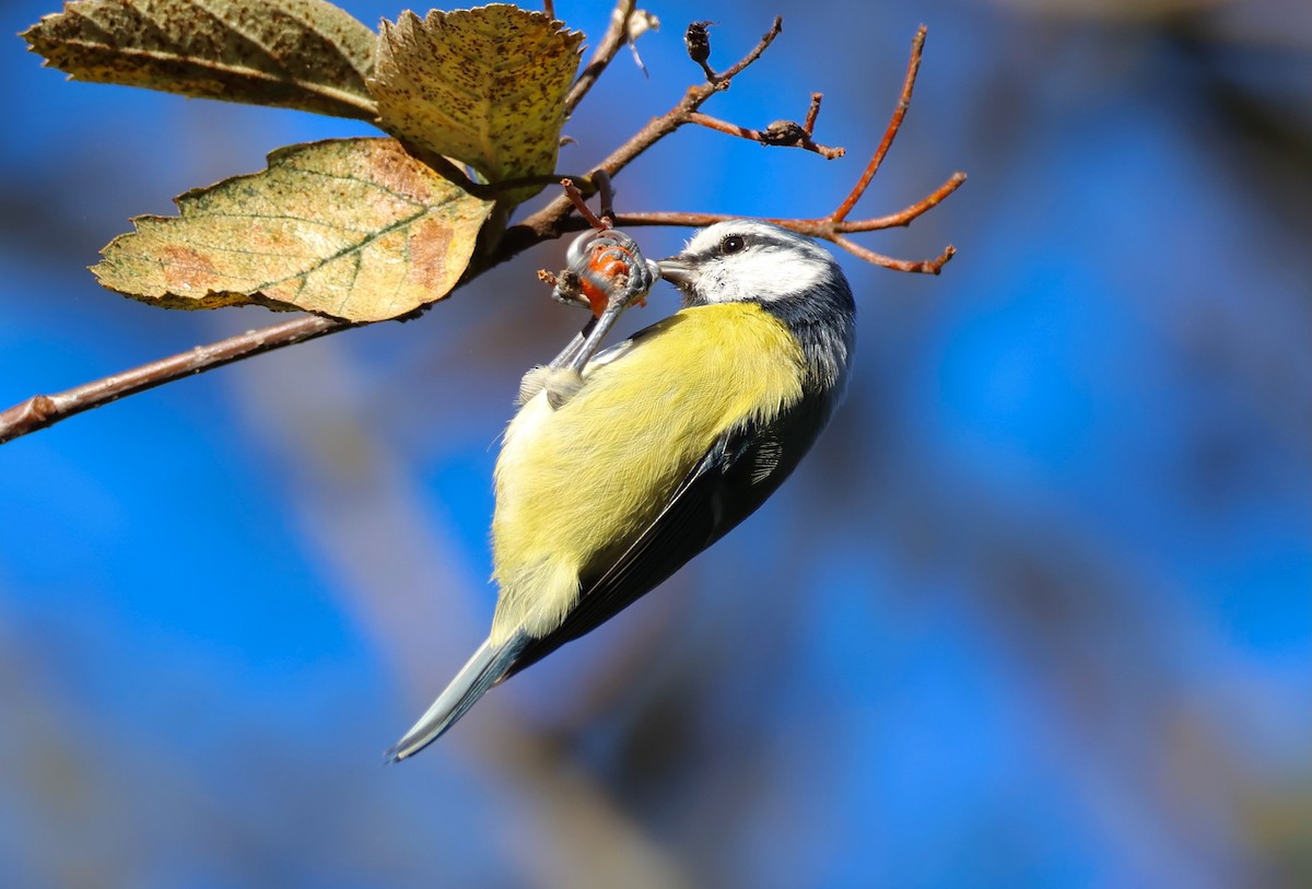 Eurasian Blue Tit - Jeffrey Thomas