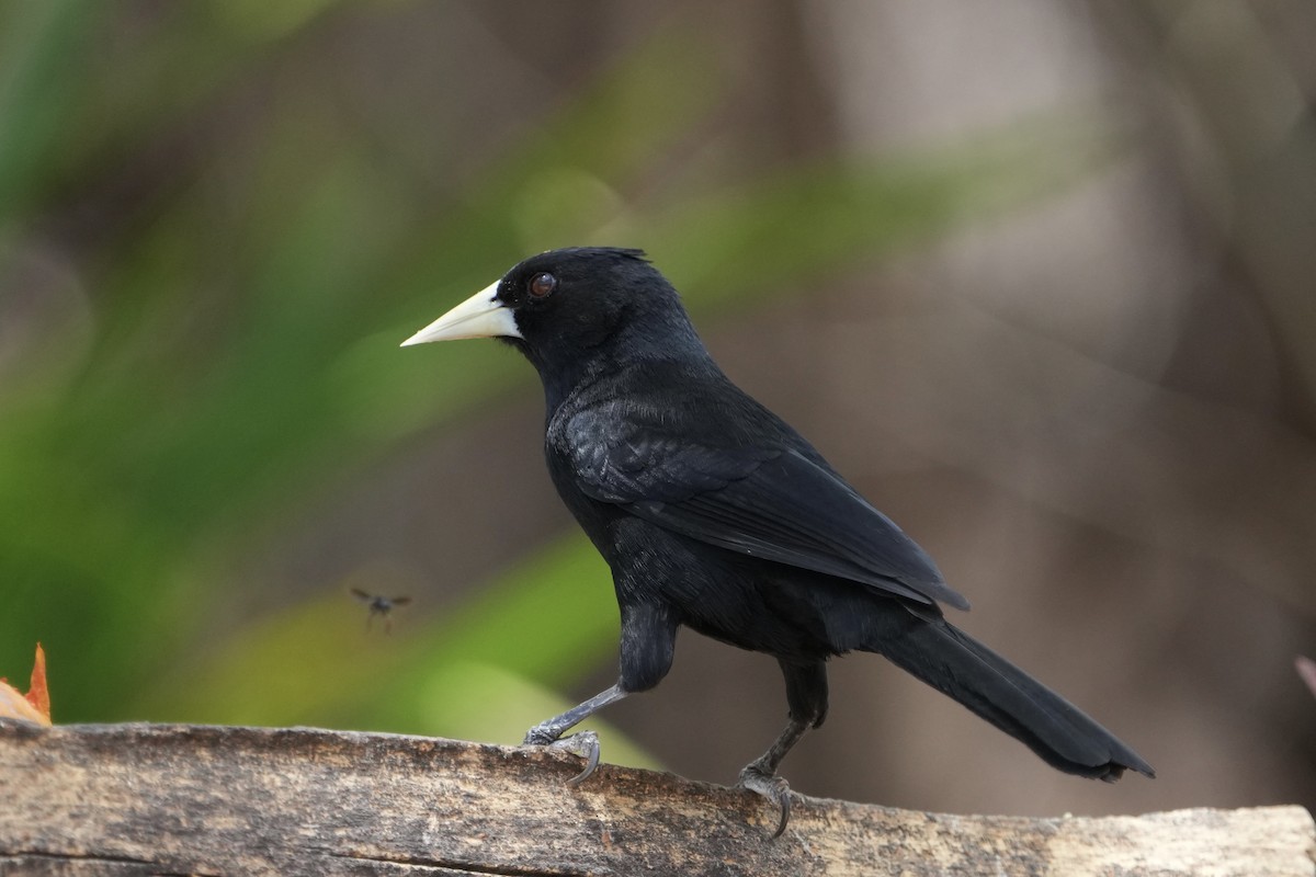 Solitary Black Cacique - ML625378317