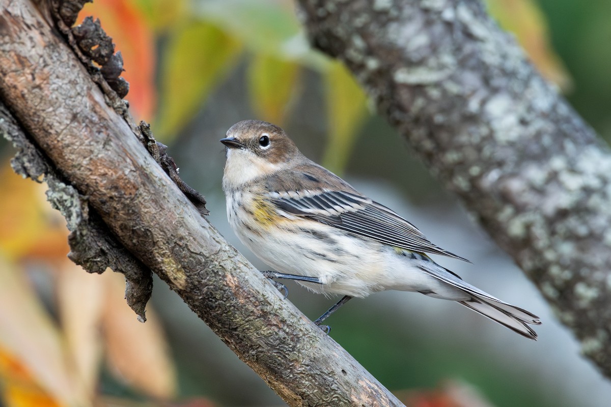 Yellow-rumped Warbler (Myrtle) - Cody Limber