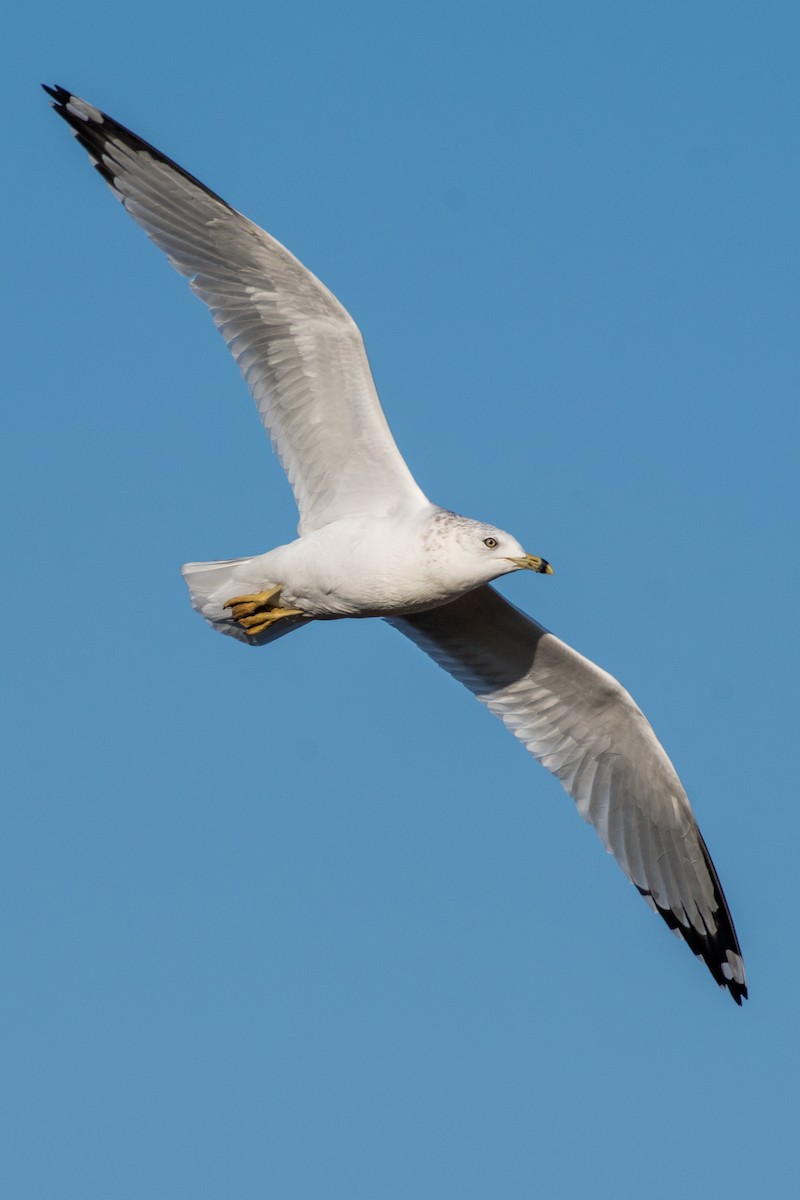 Ring-billed Gull - Cody Limber