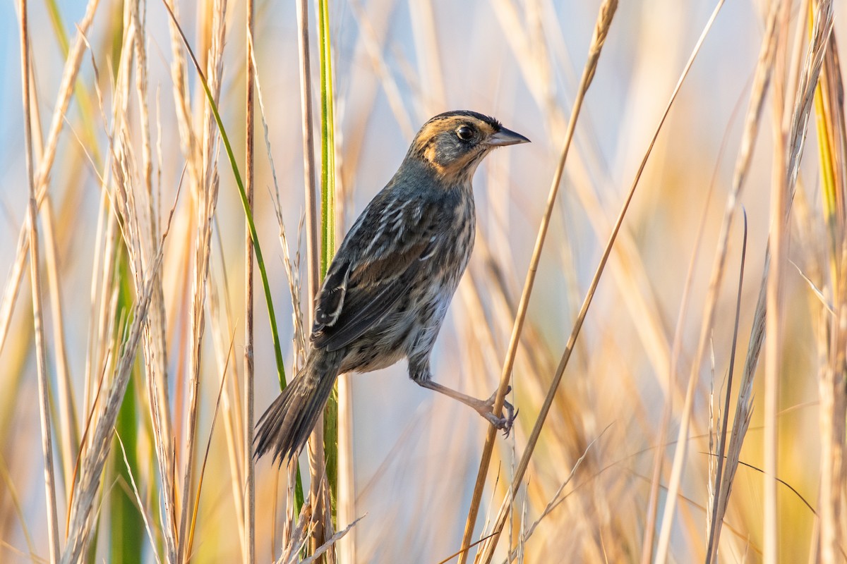 Saltmarsh Sparrow - Cody Limber