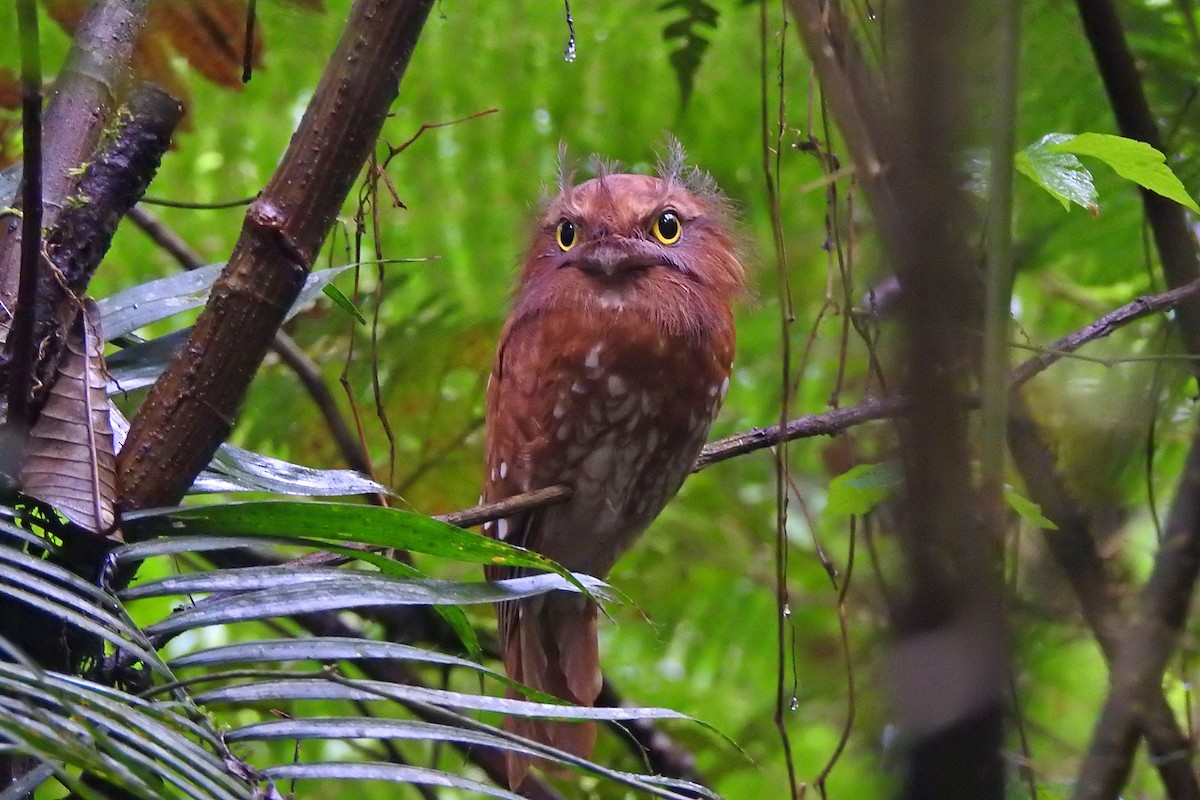 Sumatran Frogmouth - ML625378724