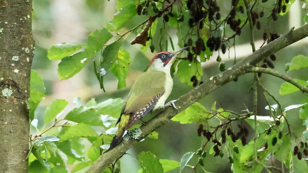 Eurasian Green Woodpecker - ML625378800