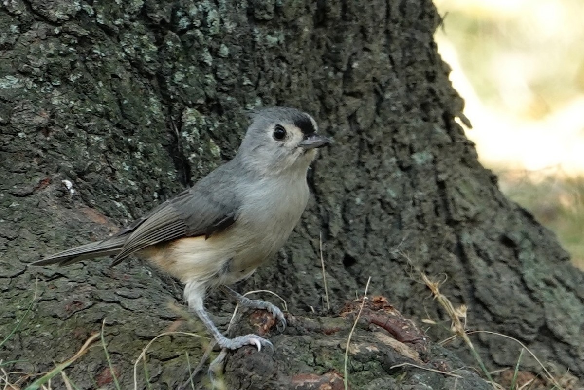 Tufted Titmouse - ML625378810