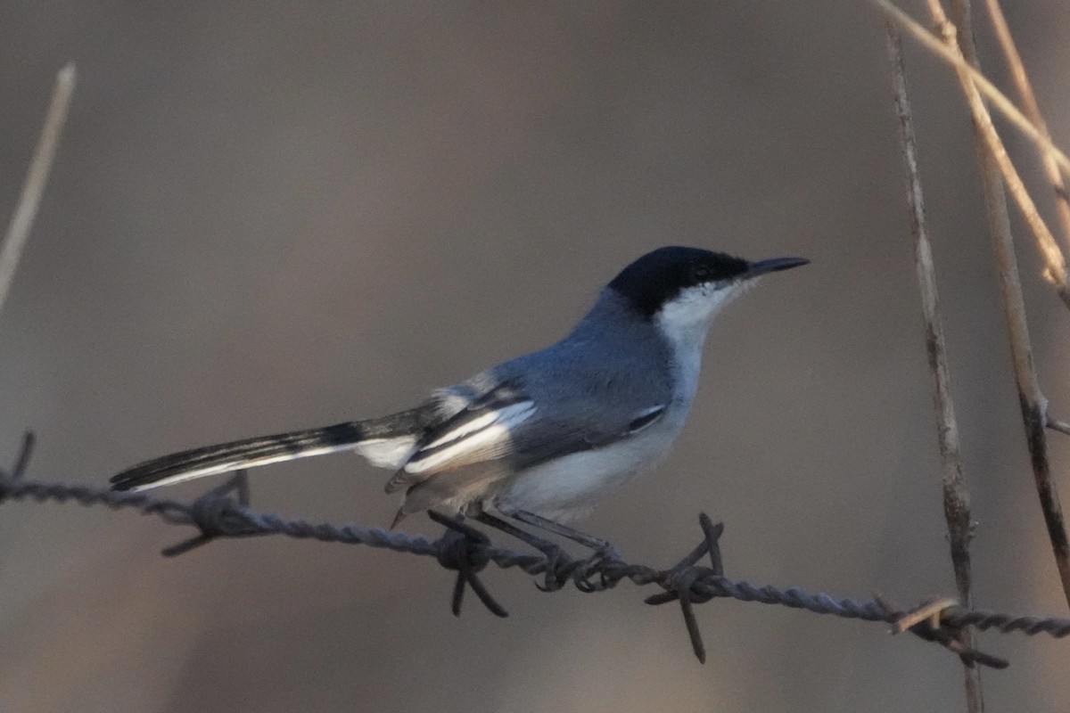 Tropical Gnatcatcher - ML625378825