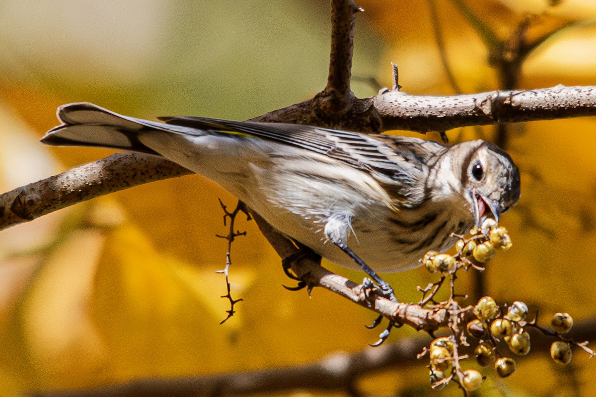 Yellow-rumped Warbler - ML625378834