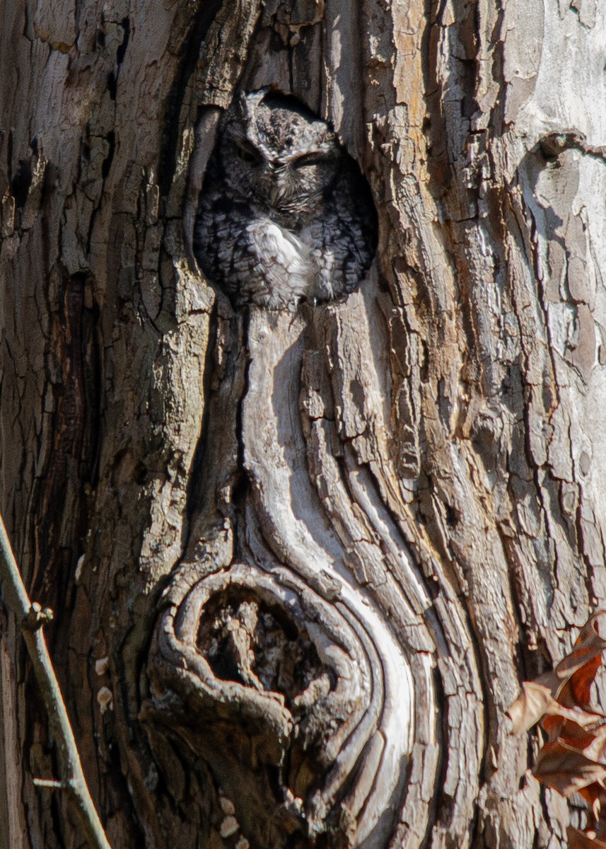 Eastern Screech-Owl - ML625378840