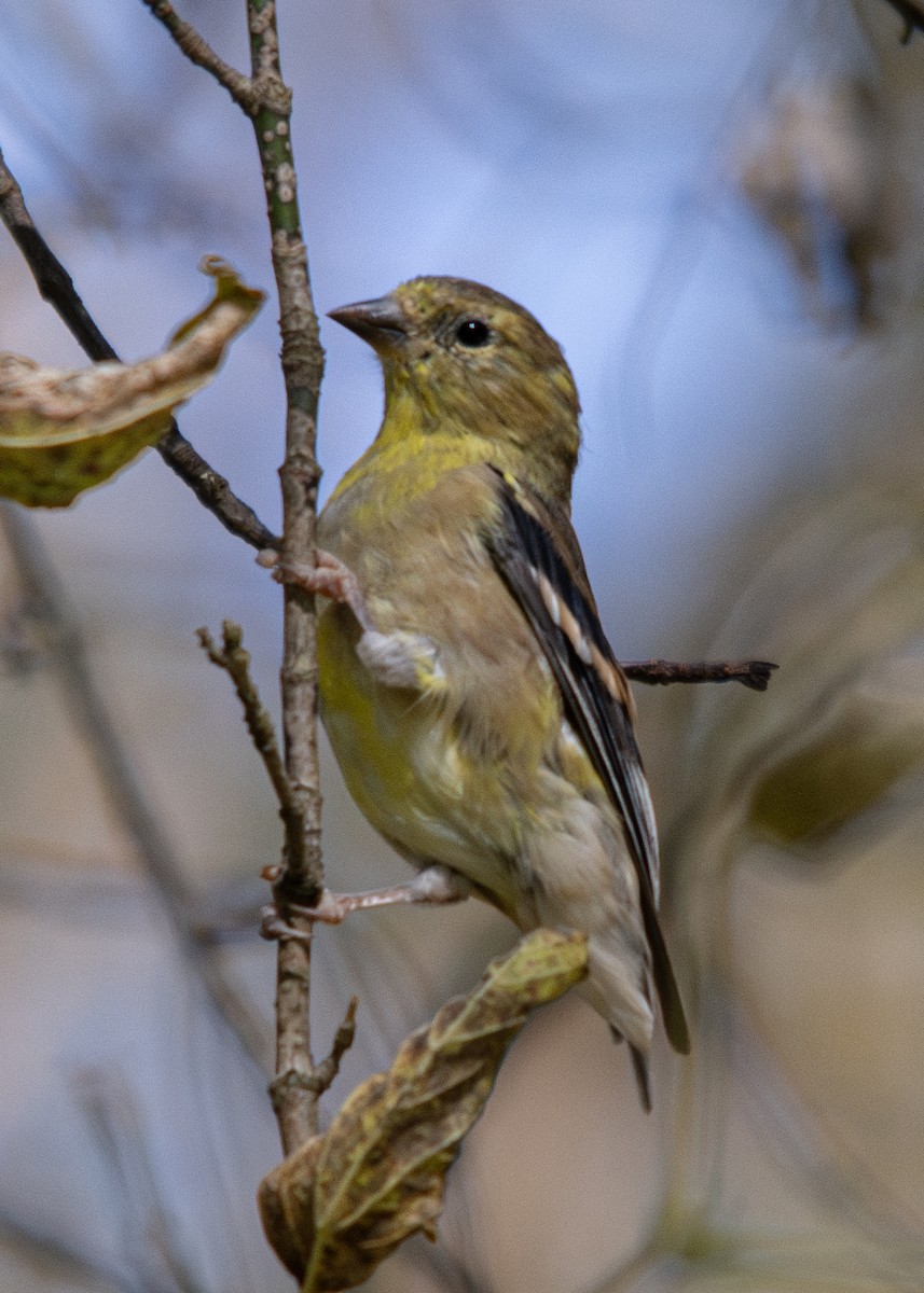 American Goldfinch - ML625378841