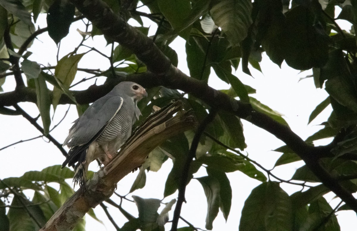 Lizard Buzzard - ML625378847