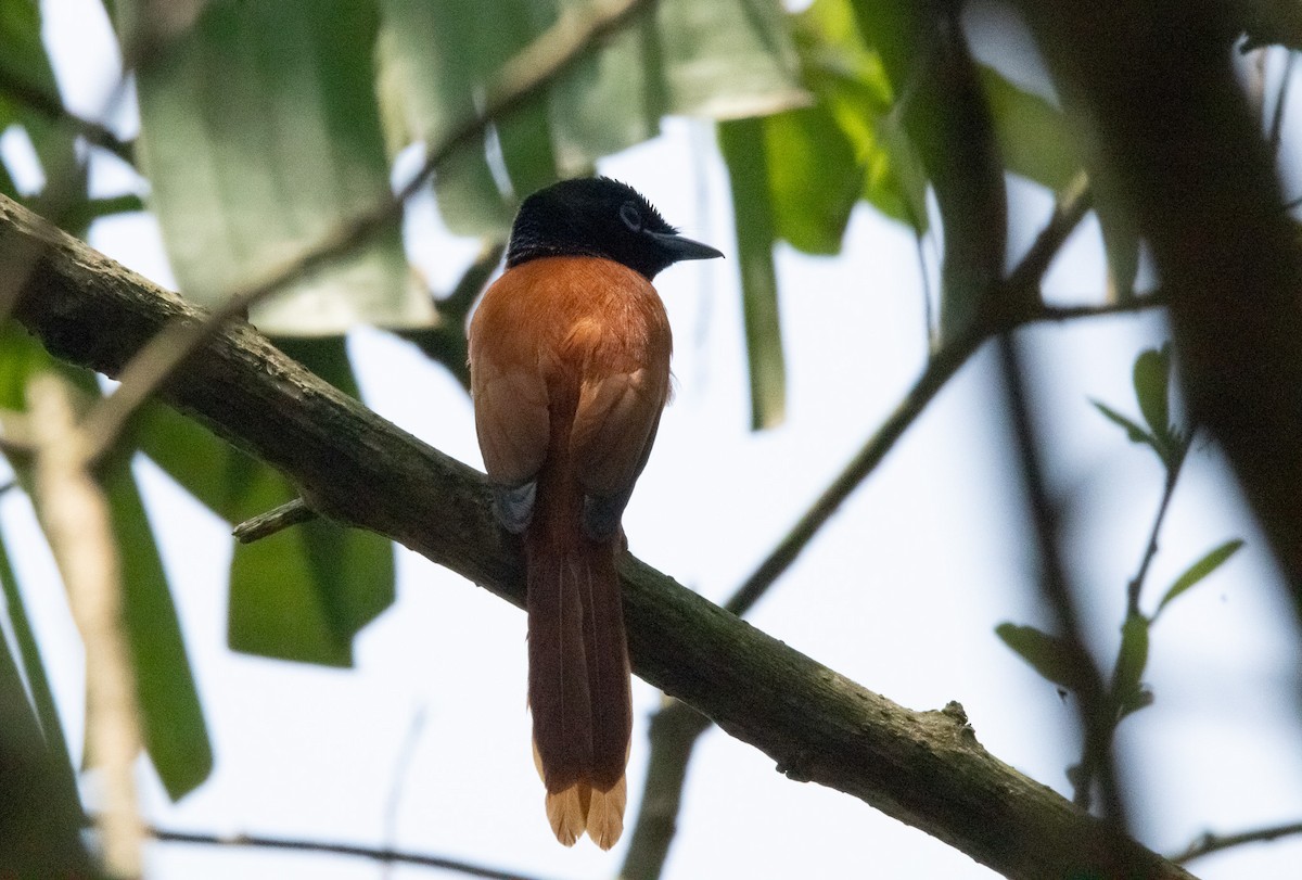 Black-headed Paradise-Flycatcher - ML625378855