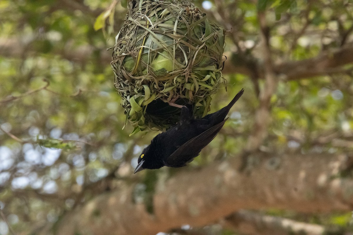 Vieillot's Black Weaver - ML625378864