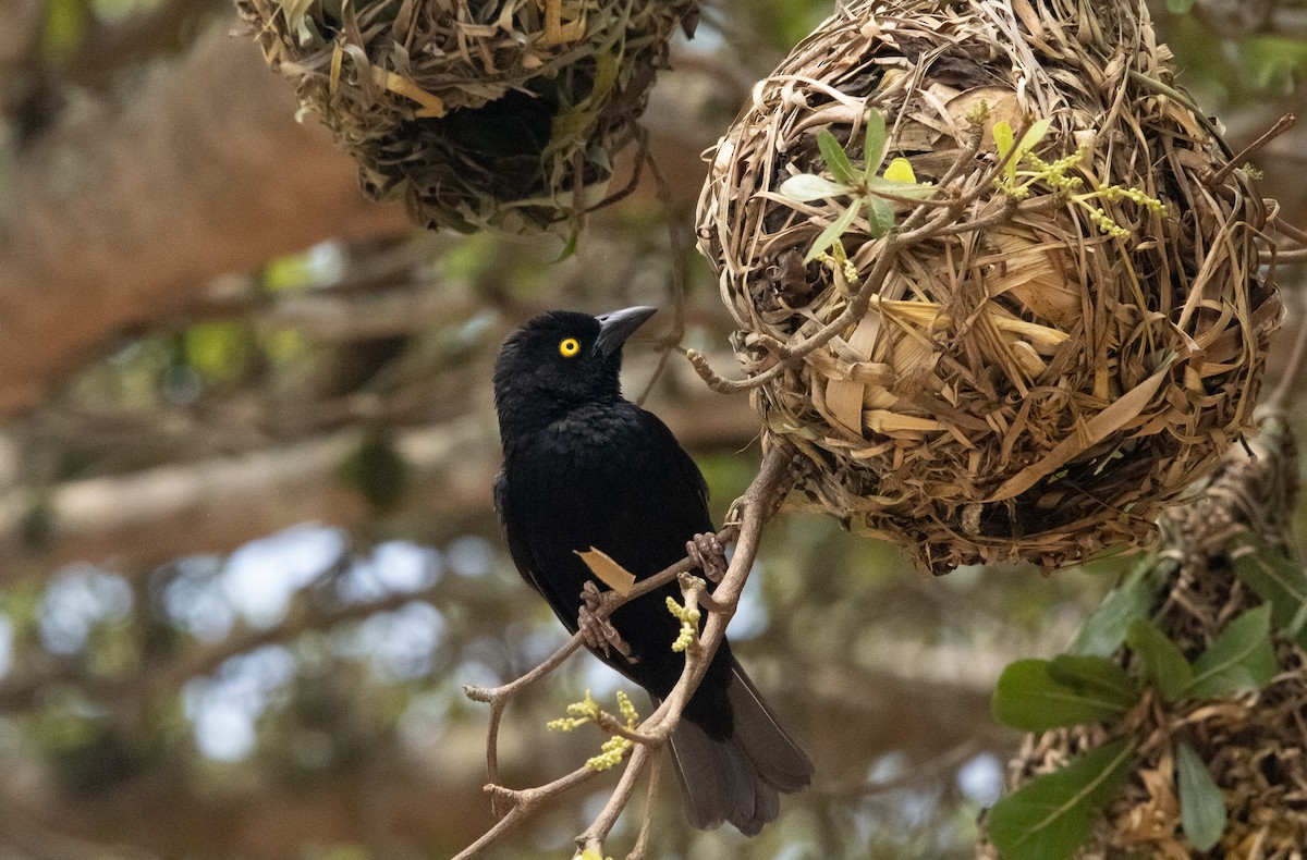 Vieillot's Black Weaver - ML625378866