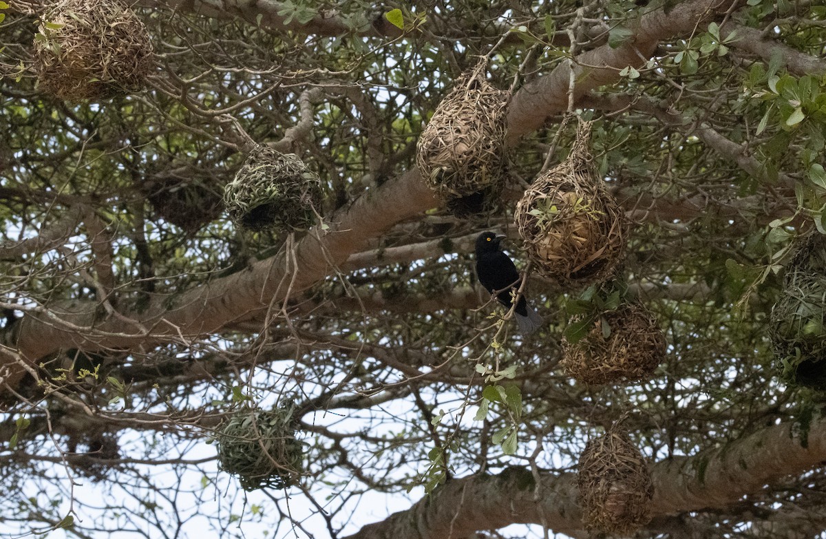 Vieillot's Black Weaver - ML625378867