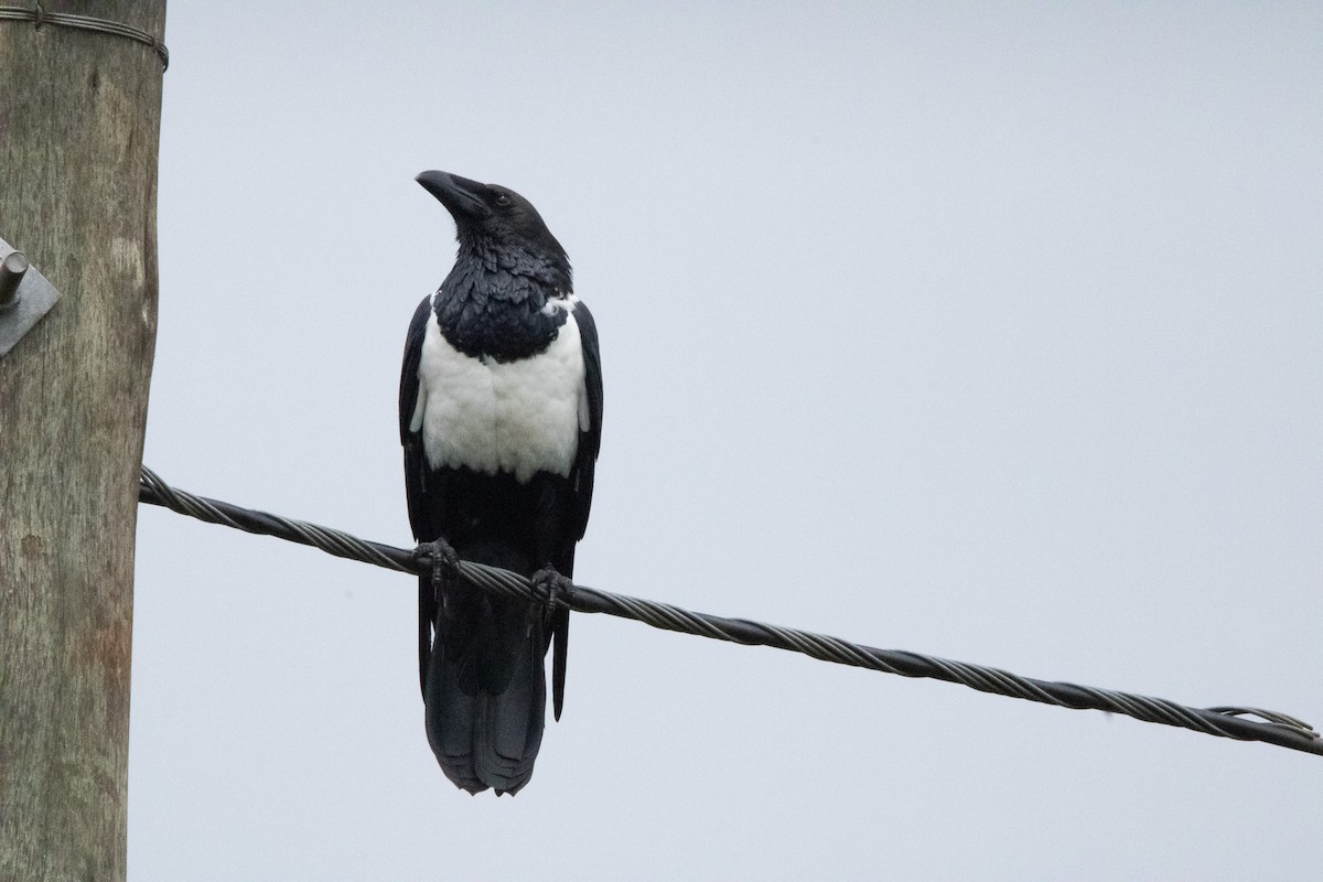 Pied Crow - ML625378879