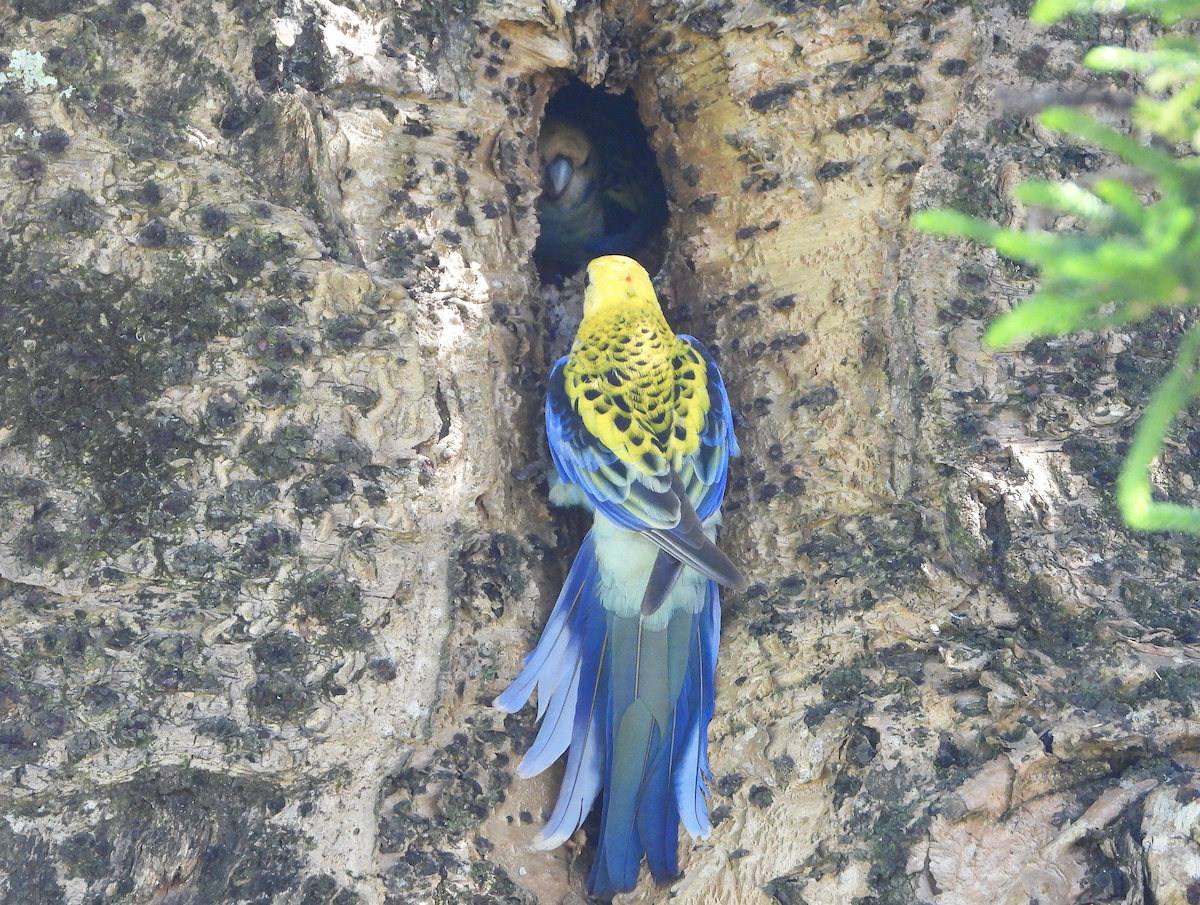 Pale-headed Rosella - ML625379030