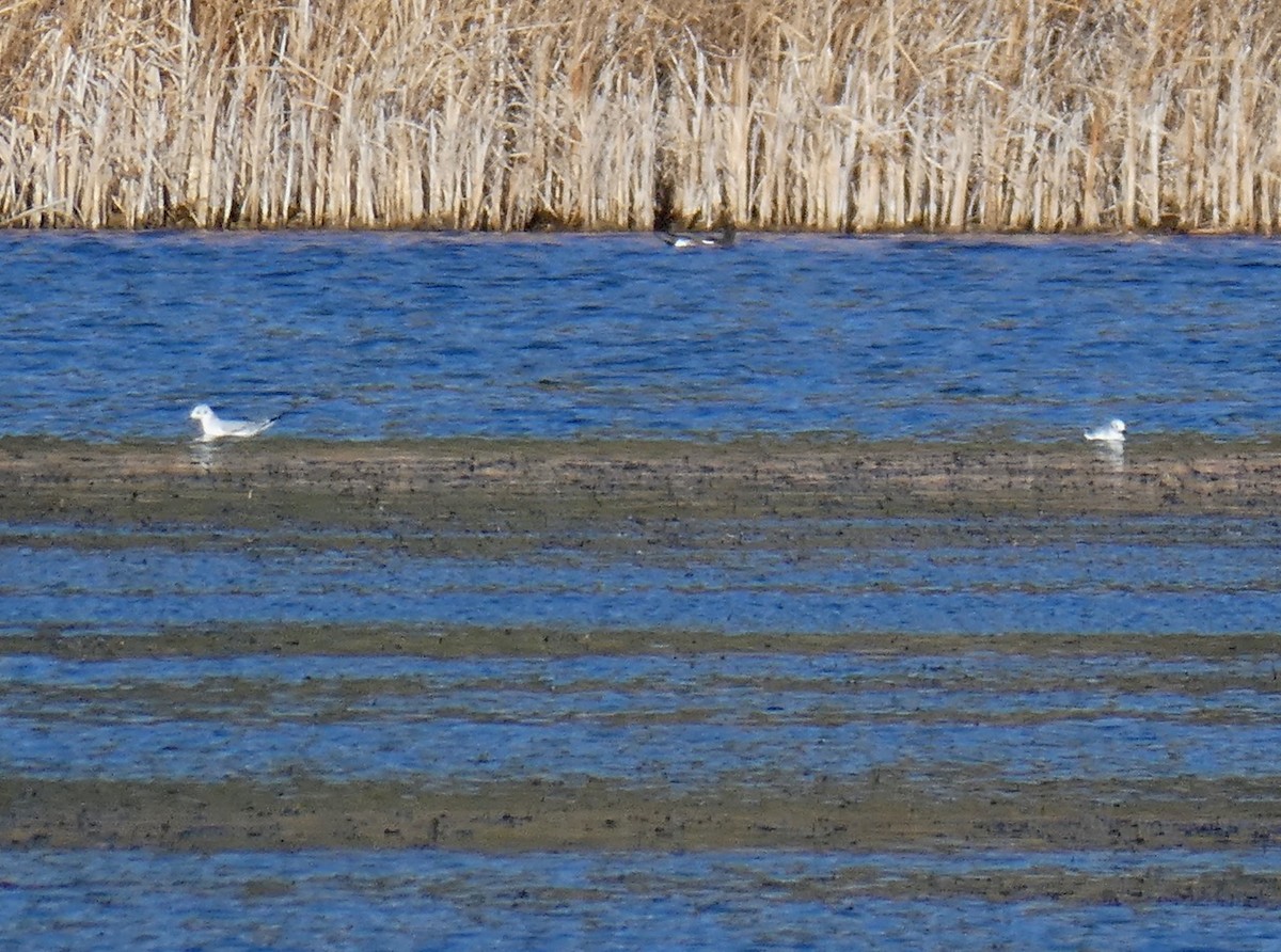 Bonaparte's Gull - ML625379035