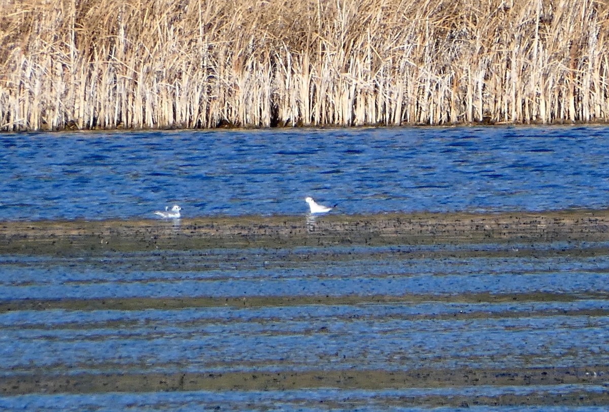 Bonaparte's Gull - ML625379036