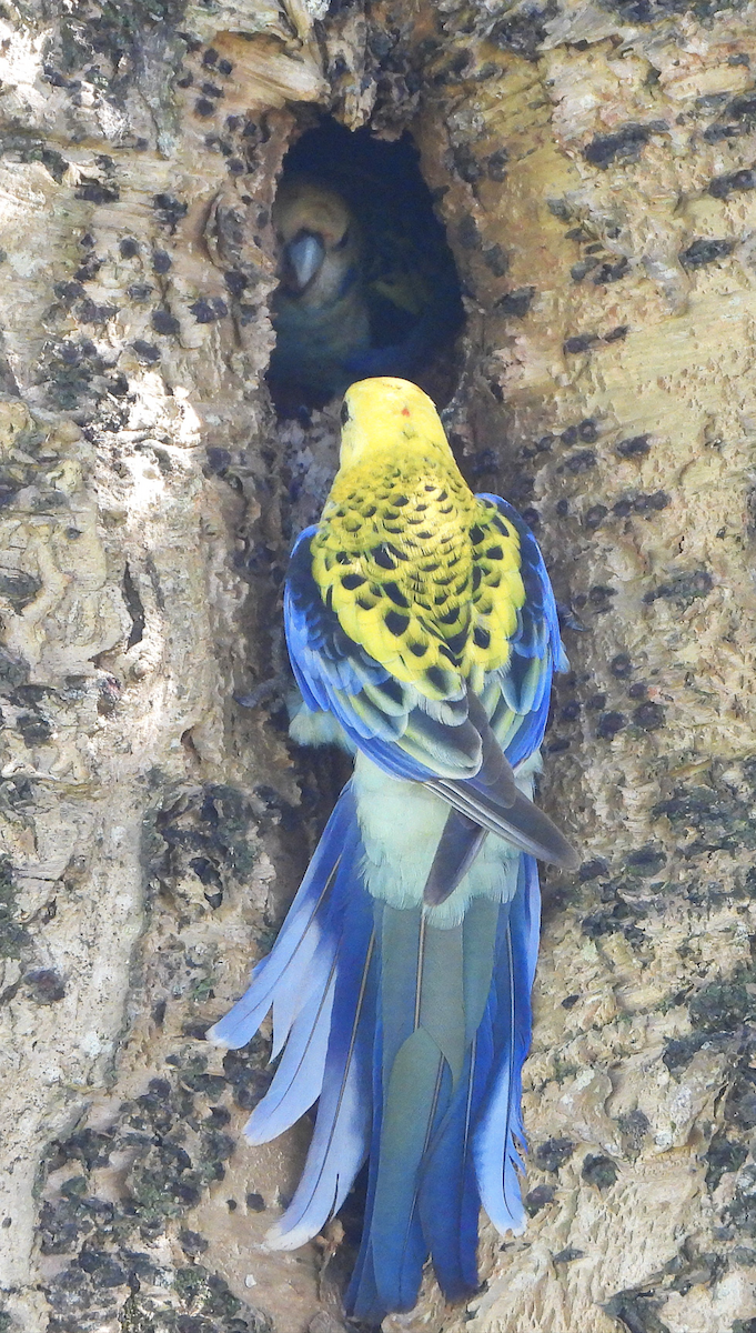 Pale-headed Rosella - ML625379037