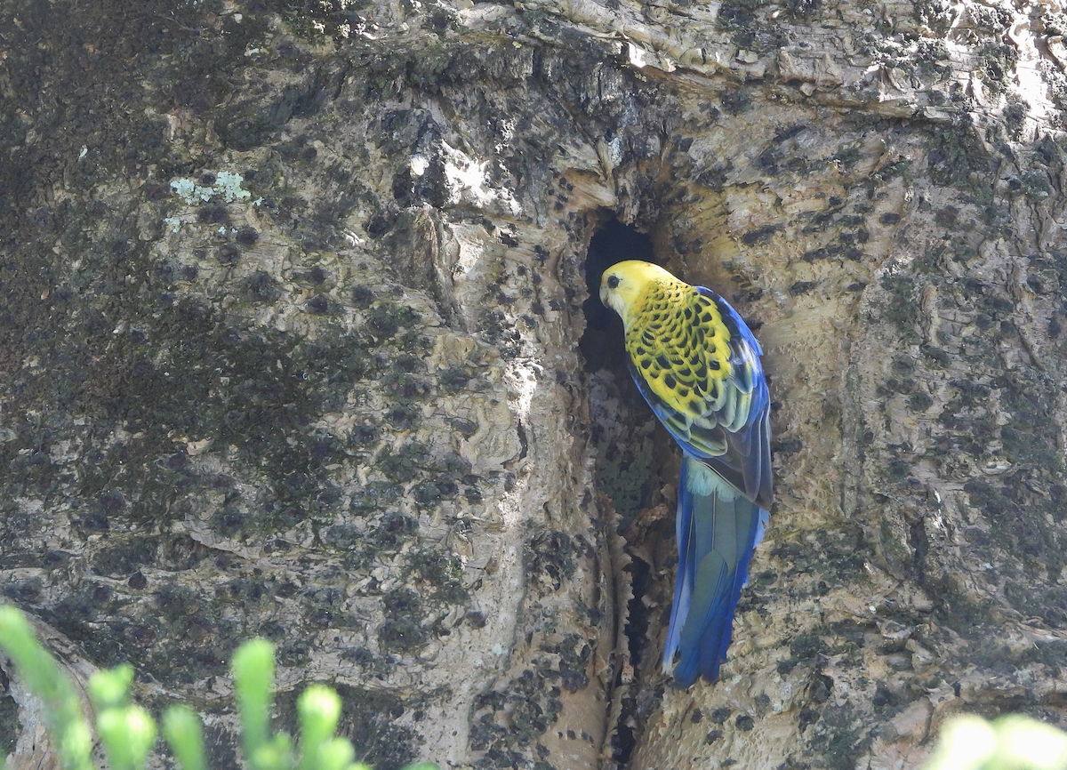 ホオアオサメクサインコ - ML625379058