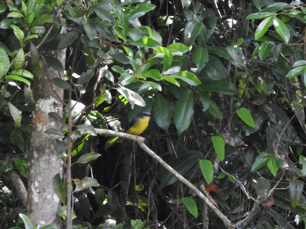 Eastern Yellow Robin - ML625379090