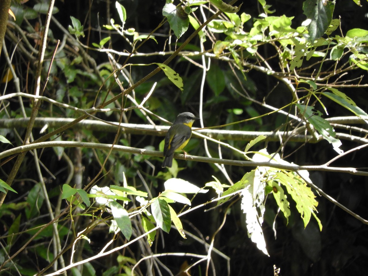 Eastern Yellow Robin - ML625379095