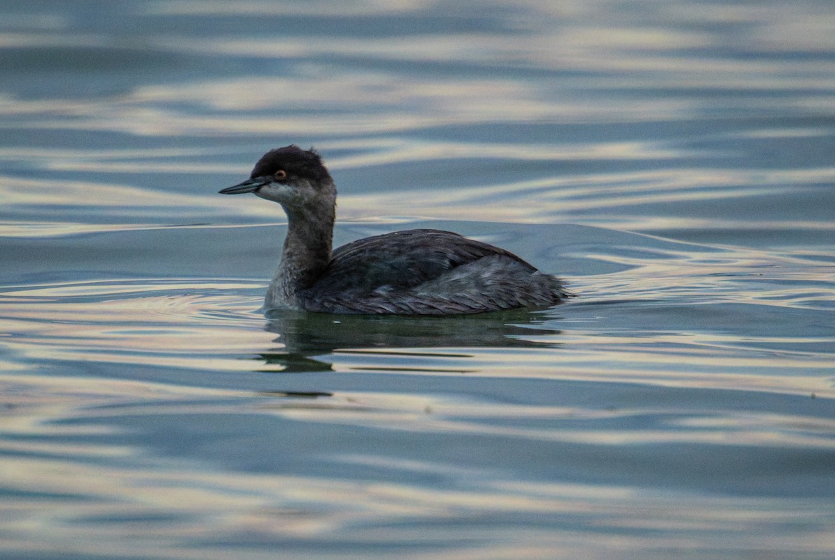 Eared Grebe - ML625379147