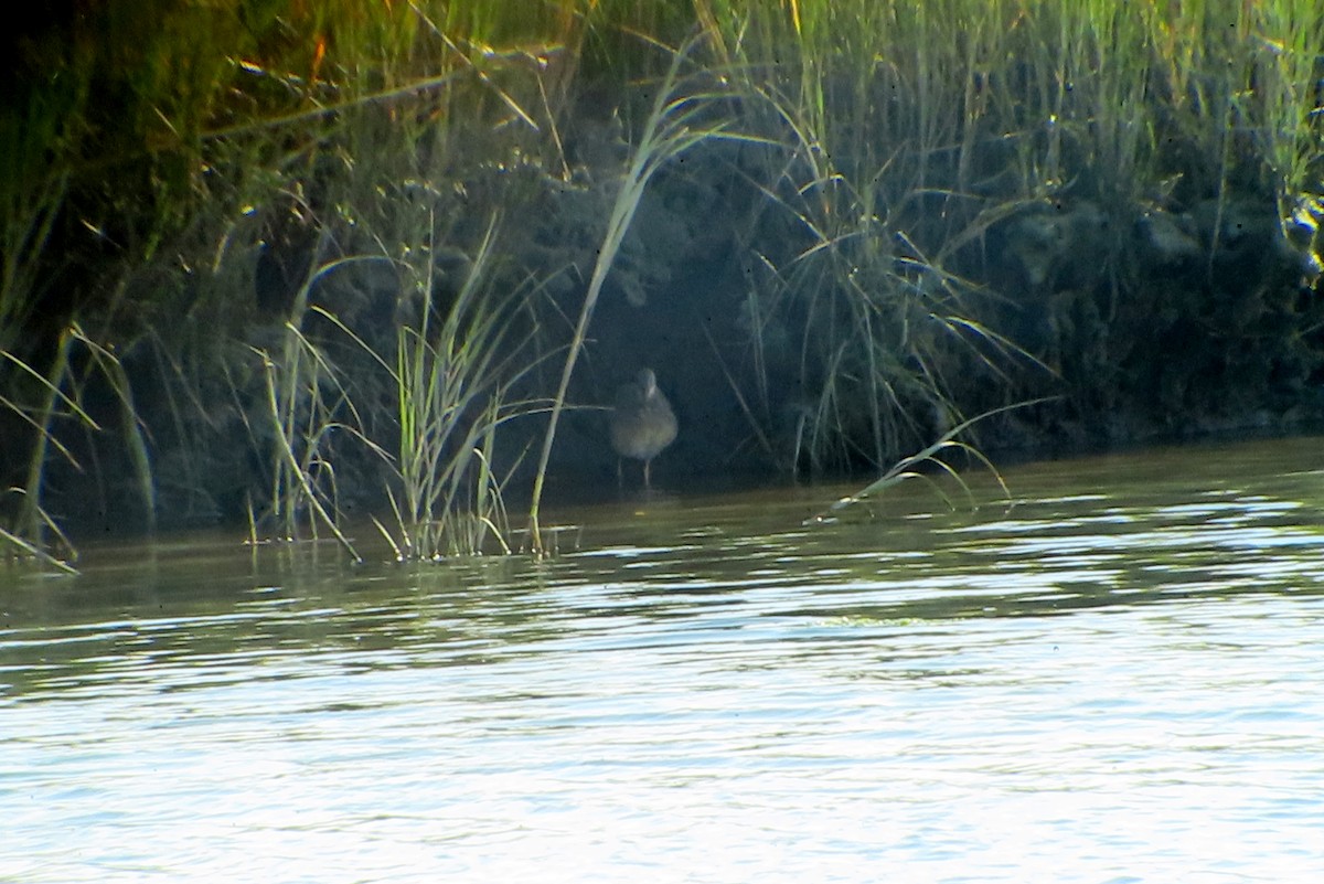 Clapper Rail - ML625379152