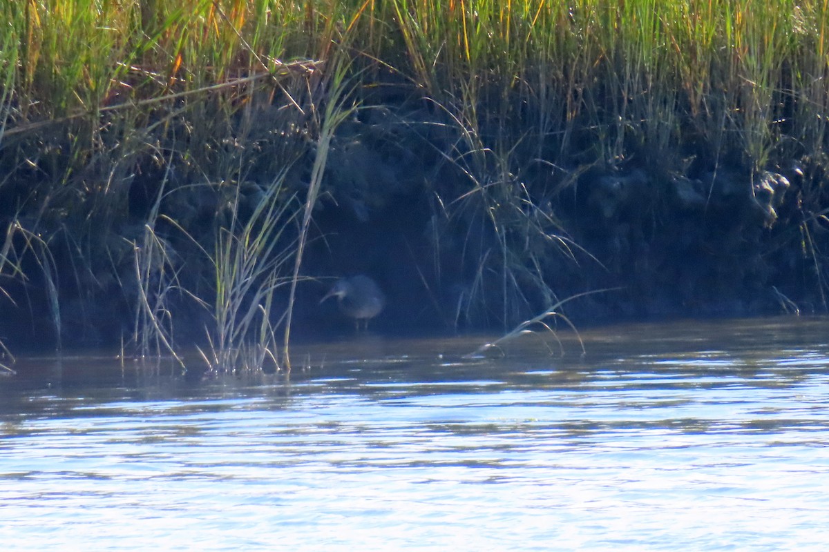 Clapper Rail - ML625379154