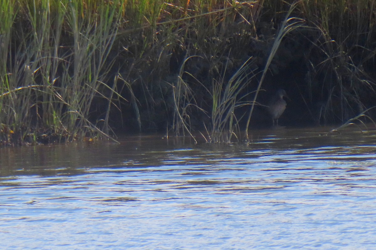 Clapper Rail - ML625379155