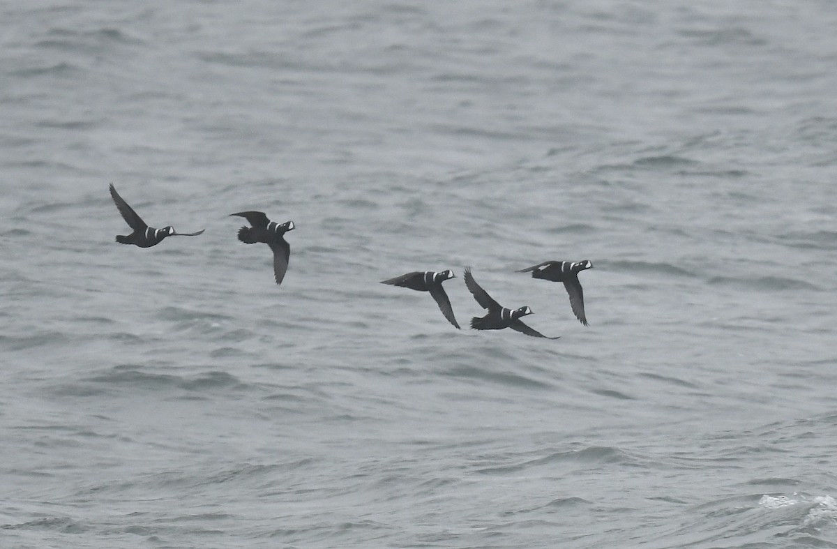 Harlequin Duck - ML625379169