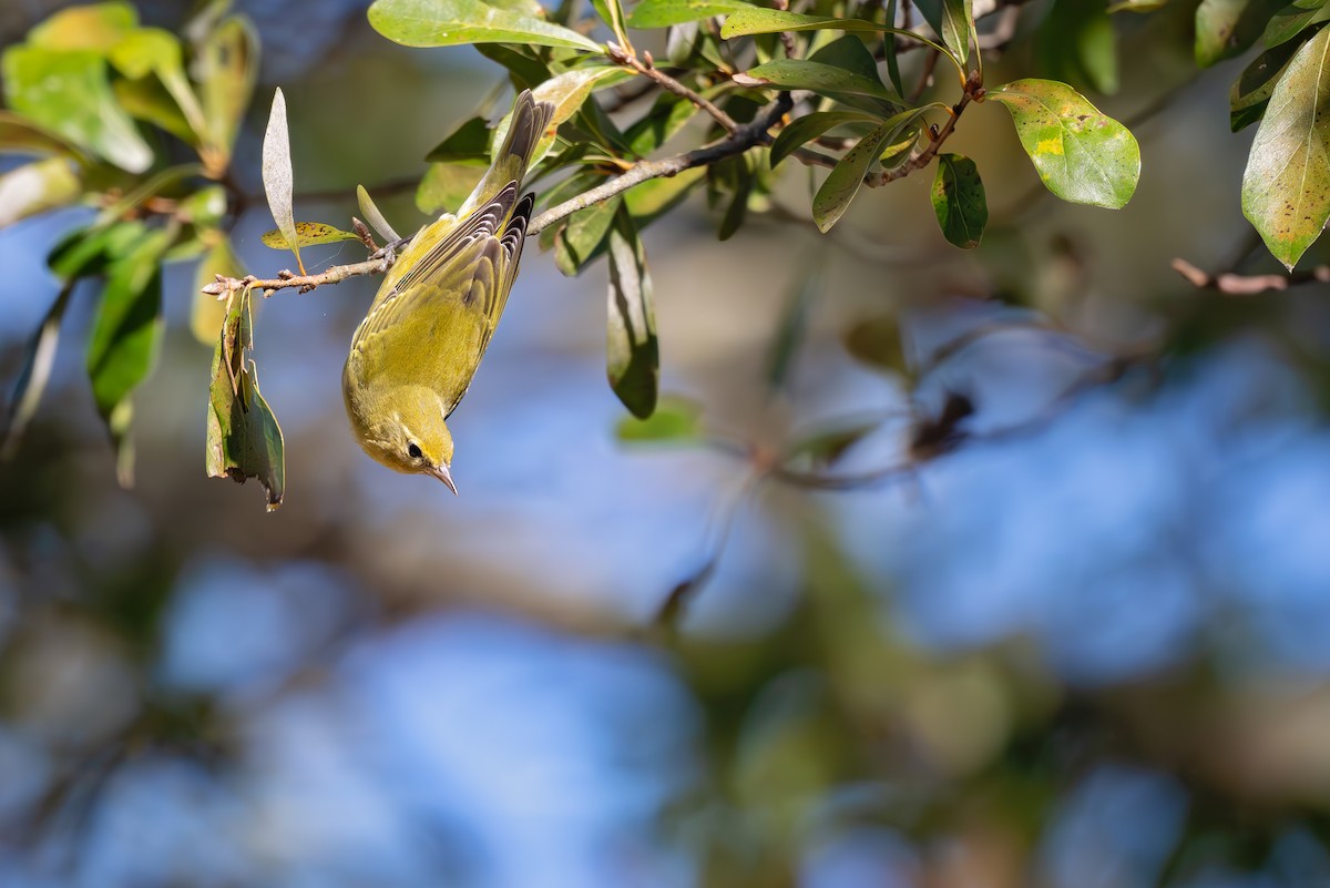 Tennessee Warbler - ML625379174