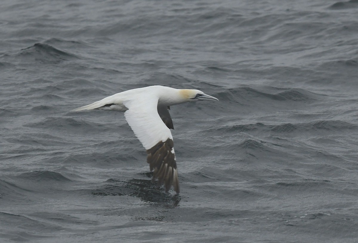 Northern Gannet - ML625379197