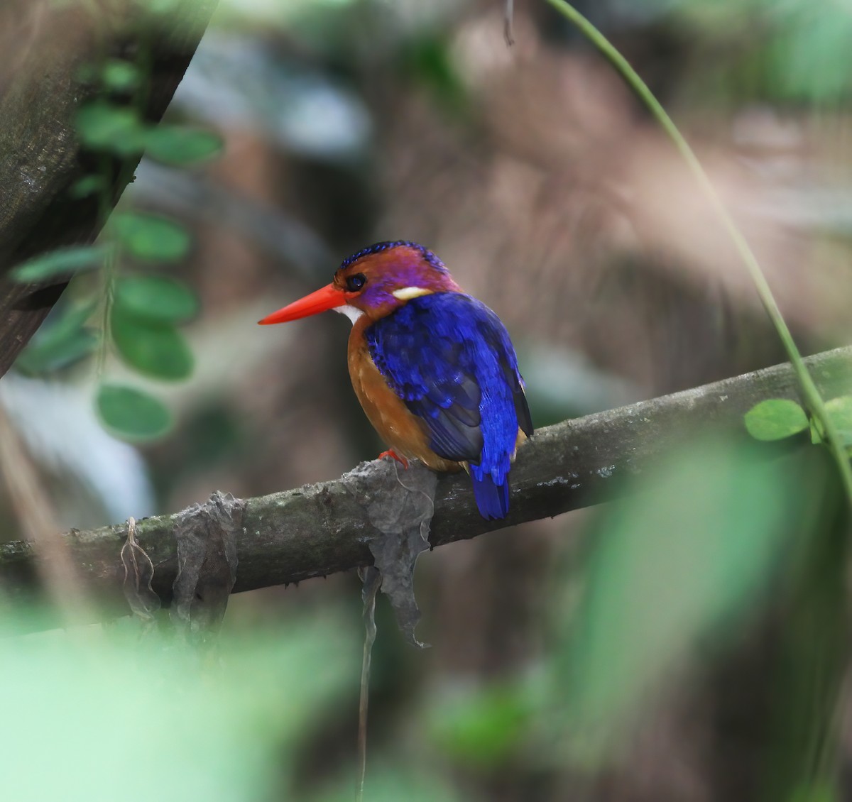 African Pygmy Kingfisher - ML625379346