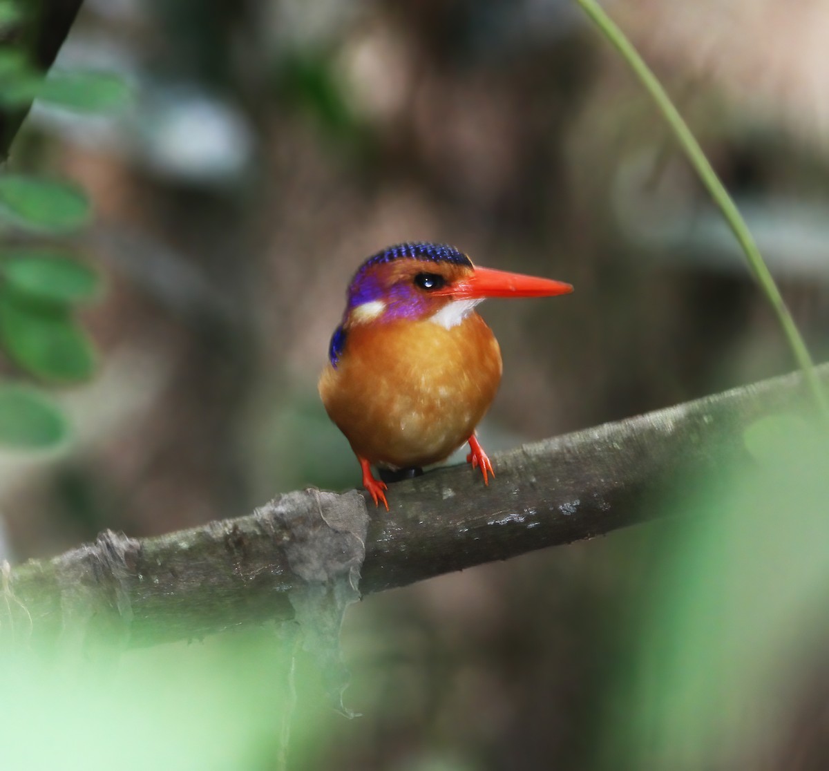 African Pygmy Kingfisher - ML625379347