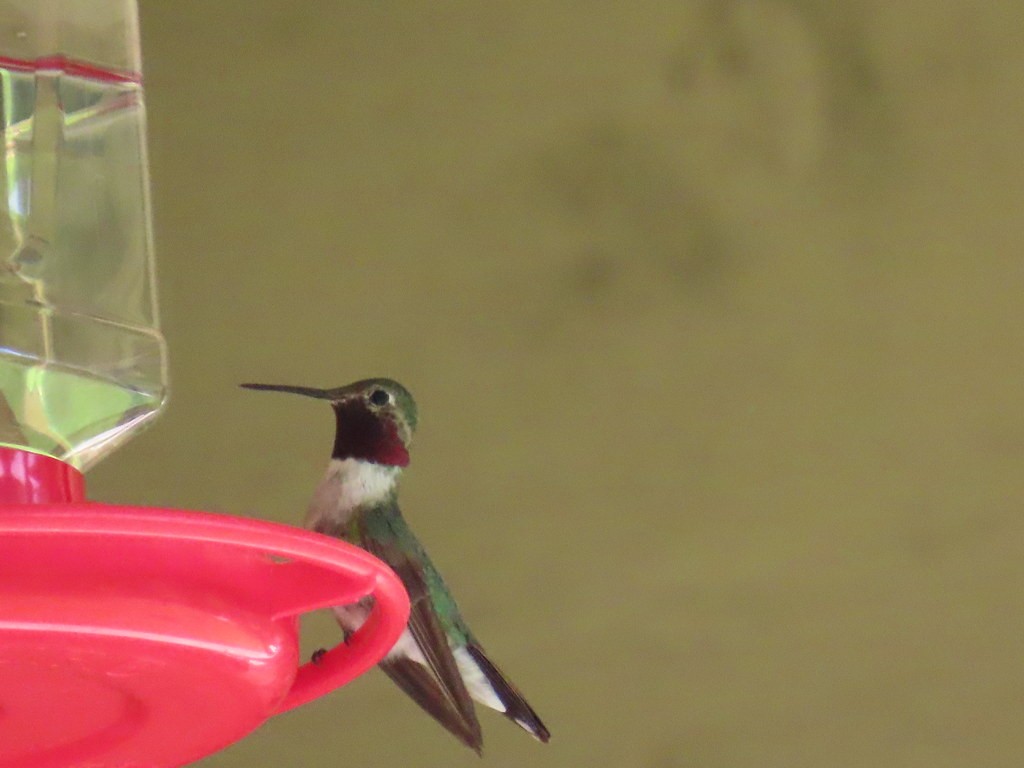 Broad-tailed Hummingbird - ML625379480