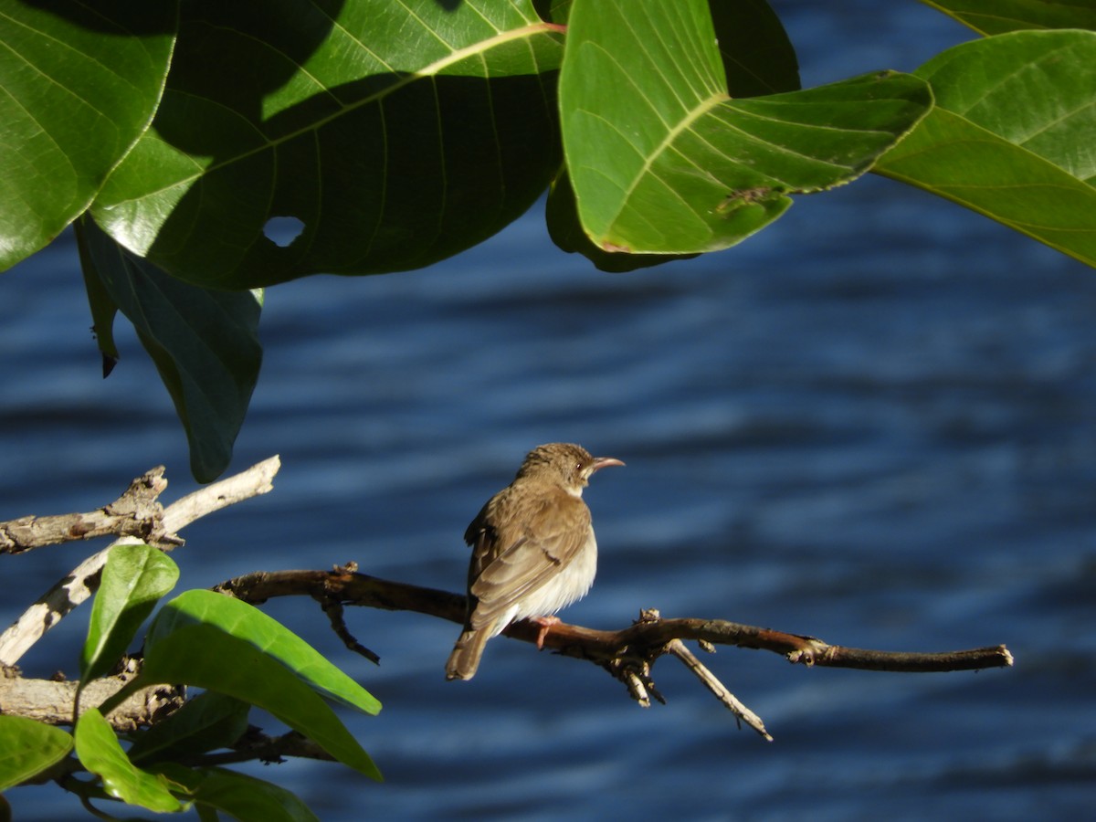 Brown-backed Honeyeater - ML625379495