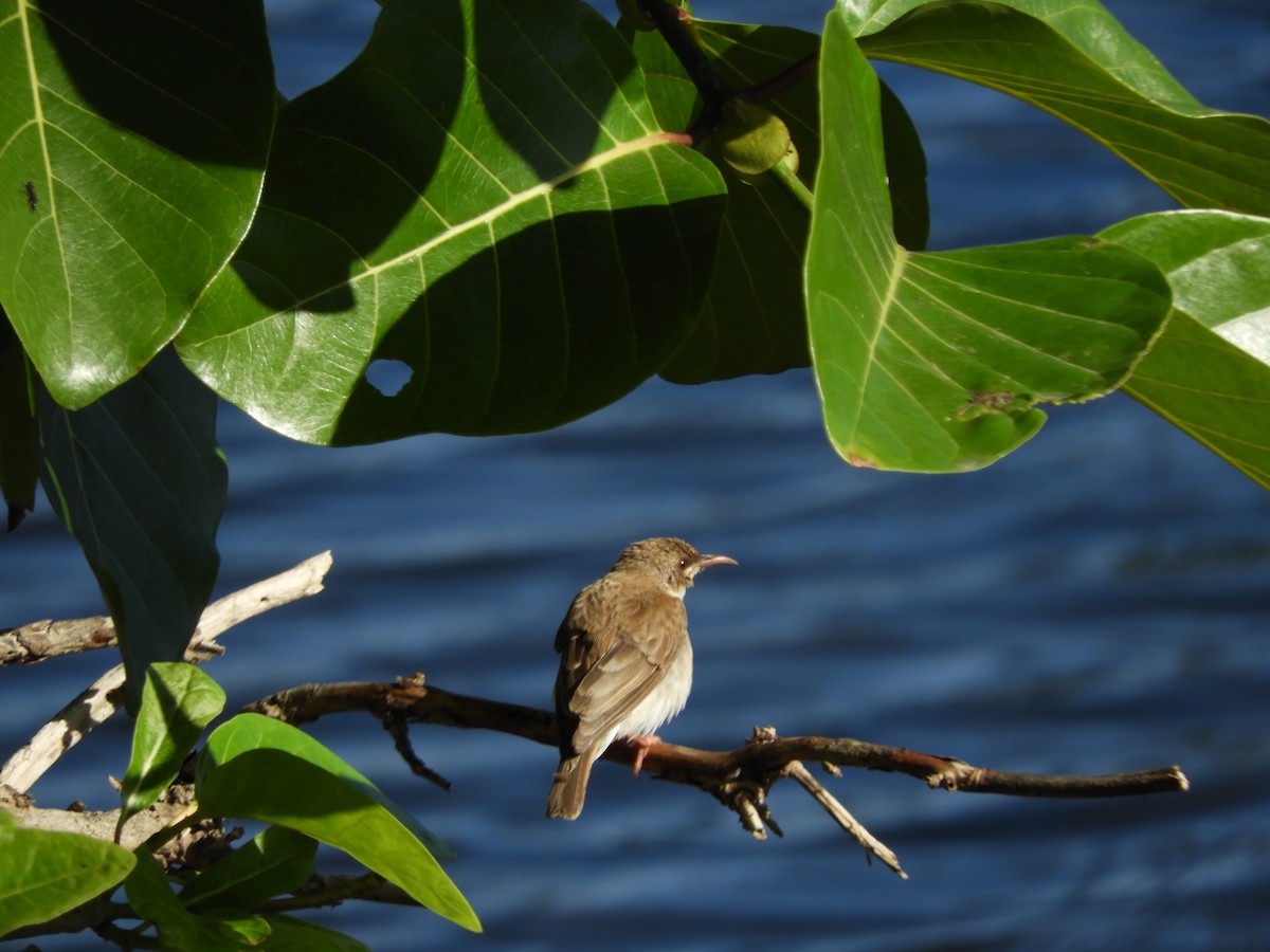 Brown-backed Honeyeater - ML625379498