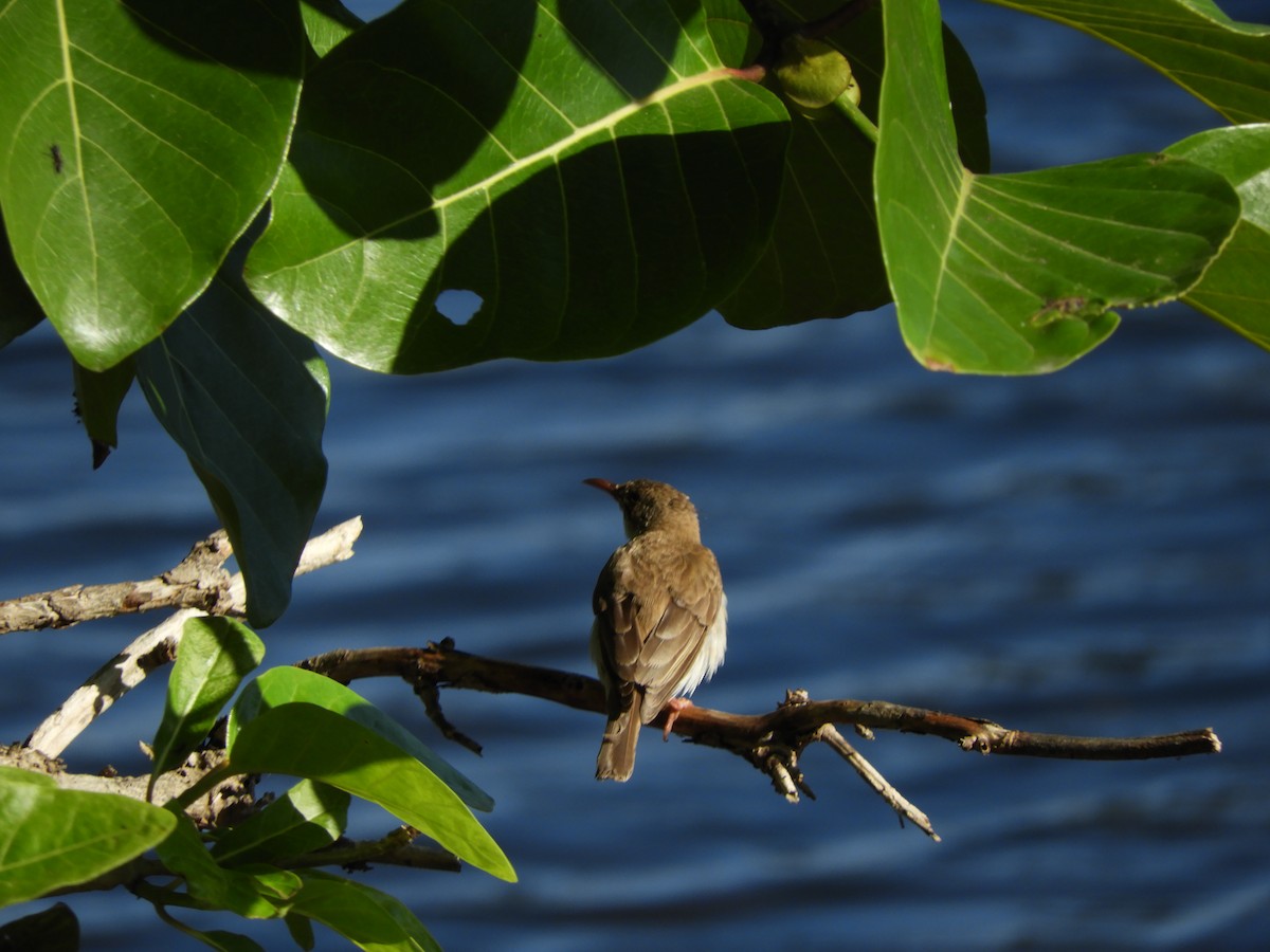 Brown-backed Honeyeater - ML625379499