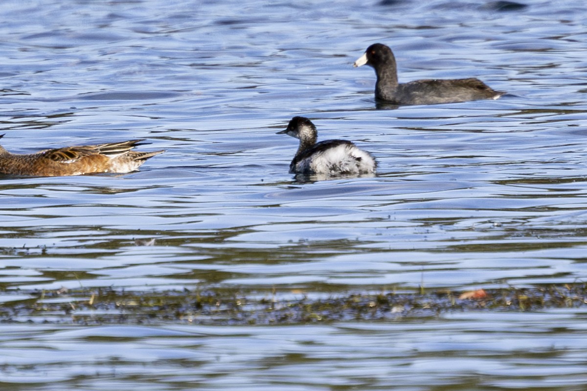 Eared Grebe - ML625379500