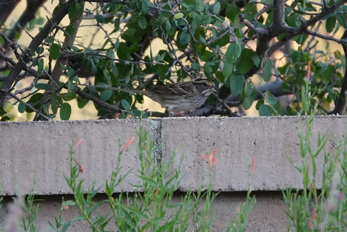 White-throated Sparrow - ML625379501