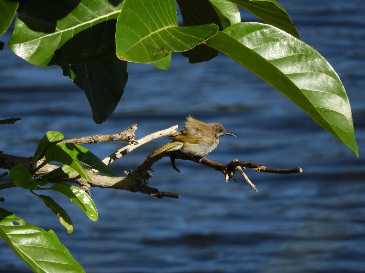 Brown-backed Honeyeater - ML625379504