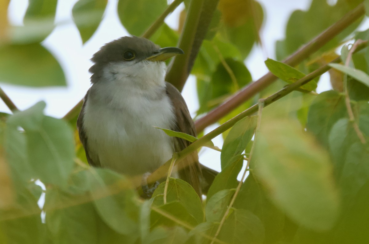 Yellow-billed Cuckoo - ML625379527