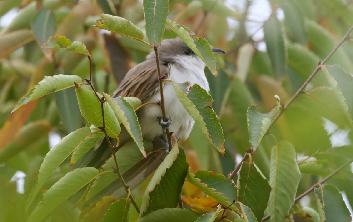 Yellow-billed Cuckoo - ML625379529