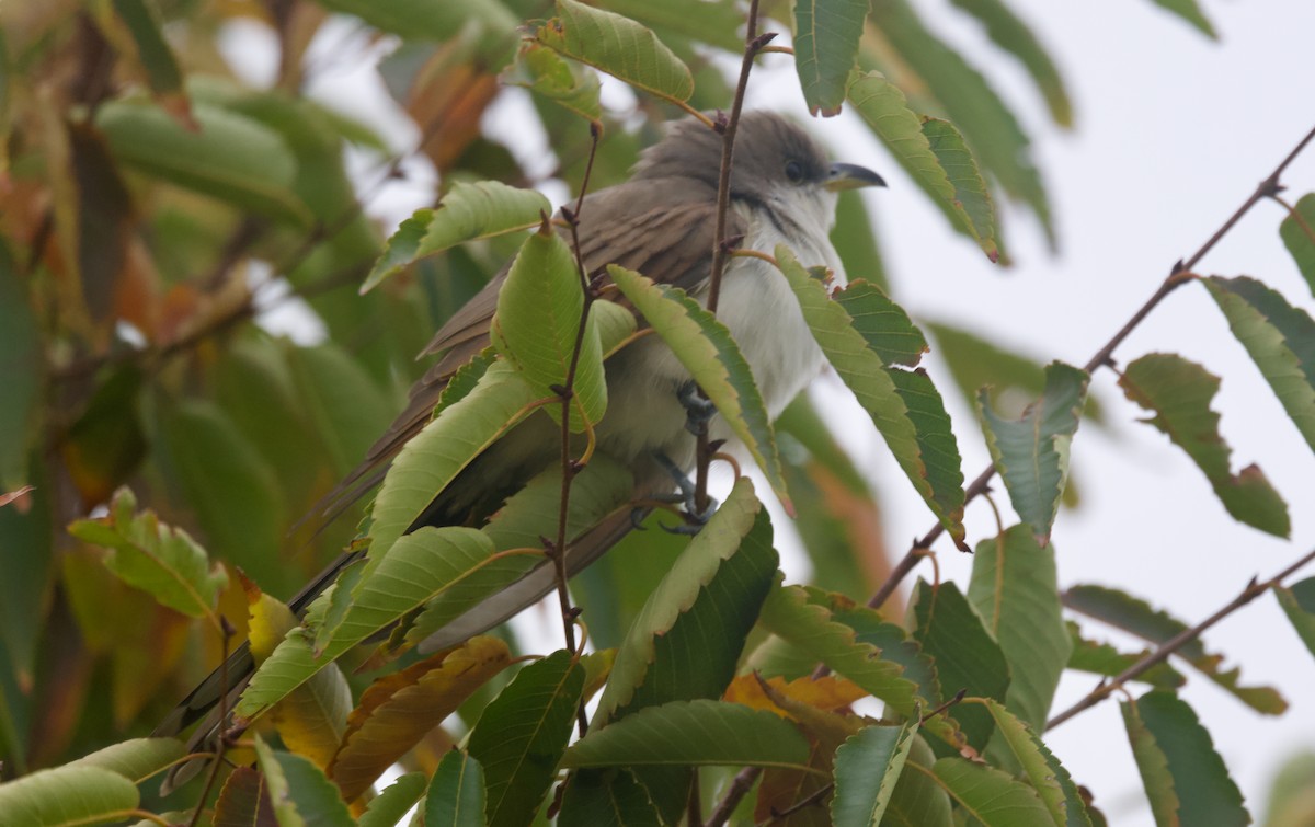 Yellow-billed Cuckoo - ML625379530