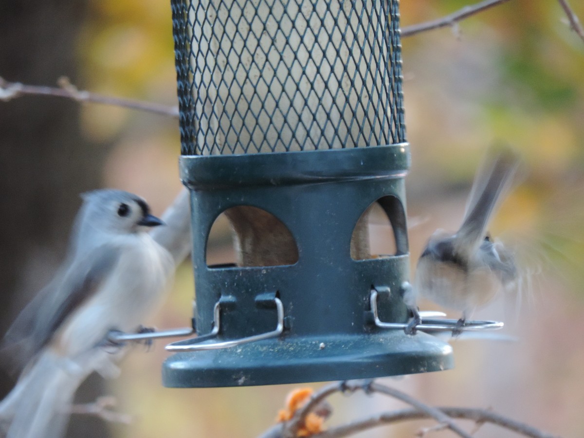 Tufted Titmouse - Glenn Knoblock