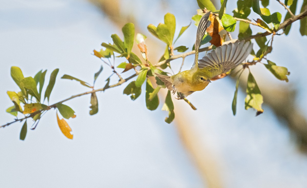 Tennessee Warbler - ML625379568