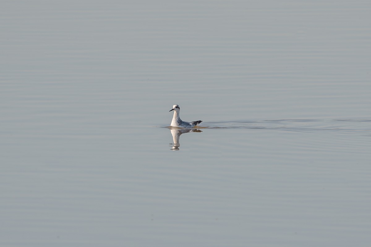 Red Phalarope - ML625379728